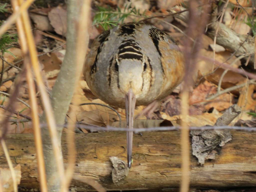 American Woodcock by Fyn Kynd is licensed under CC BY 2.0.